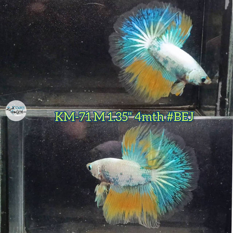 Live Male Betta Fancy marble Halfmoon (KM-71)  High quality what you see what you get!!