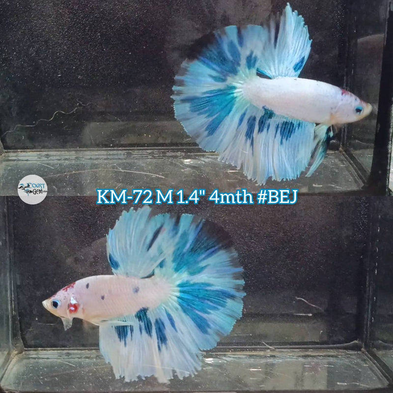 Live Male Betta Fancy marble two colors Halfmoon (KM-72)S286  High quality what you see what you get!!