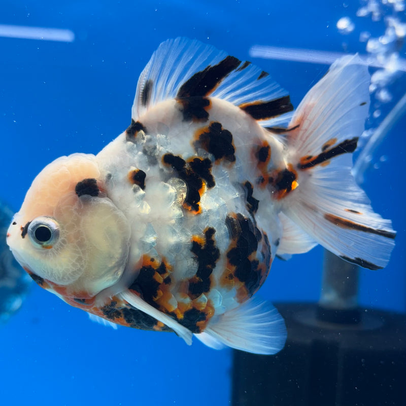 Thai Oranda Tri-Color Tiger Calico 3.5” Body Male(CK-1454)SHOWTANK2