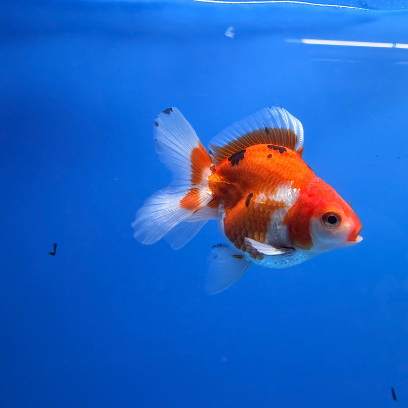 Thai Oranda Tri-Color 3in Male (FEB-300)R2B06