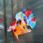 NEMO GALAXY/KOI GALAXY/KOI METALLIC PLAKAT MALE BETTA Our Choice (CBM-1086)