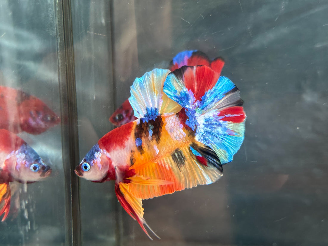 NEMO GALAXY/KOI GALAXY/KOI METALLIC PLAKAT MALE BETTA Our Choice (CBM-1086)