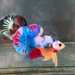 CANDY/CANDY SWEET/MULTI COLOR KOI PLAKAT MALE BETTA Our Choice (CBM-1087)