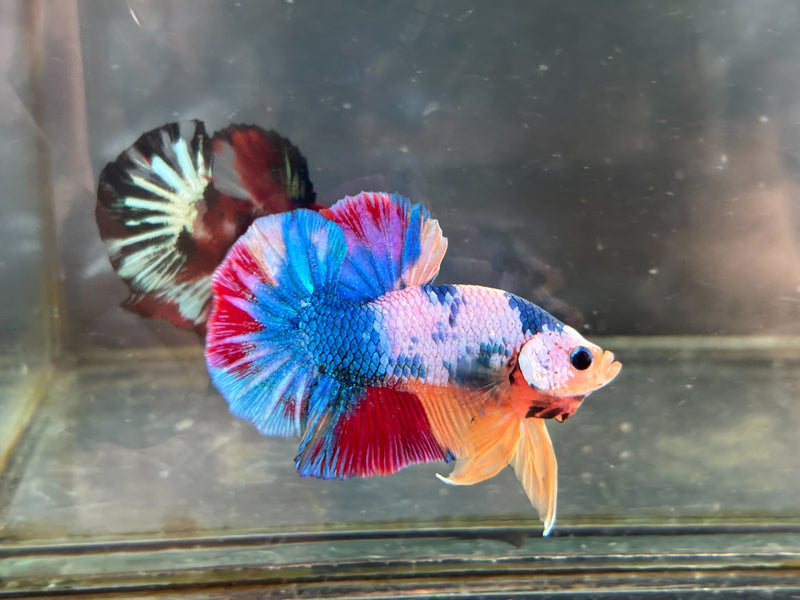 CANDY/MULTI COLOR KOI PLAKAT MALE BETTA (CBM-1087) BUY 4 GET 1 FREE MIX & MATCH