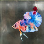 CANDY/CANDY SWEET/MULTI COLOR KOI PLAKAT MALE BETTA Our Choice (CBM-1087)
