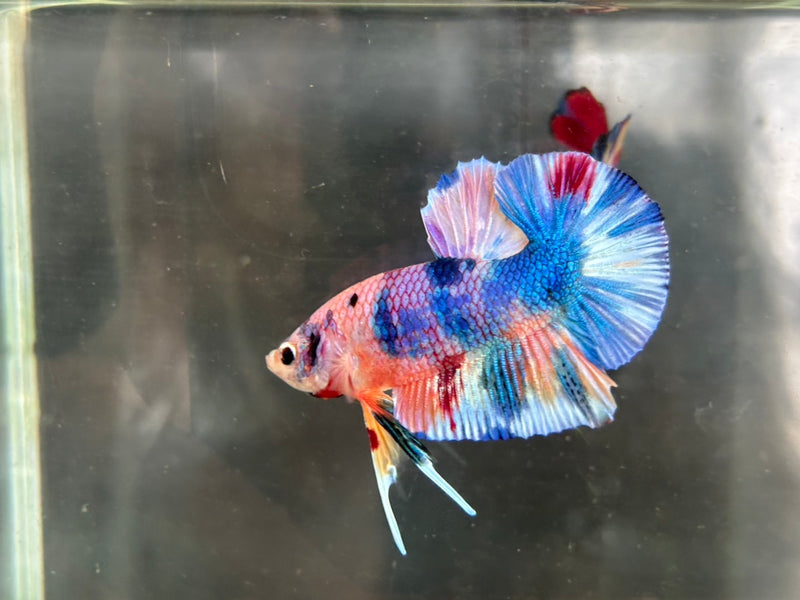 CANDY/MULTI COLOR KOI PLAKAT MALE BETTA (CBM-1087) BUY 4 GET 1 FREE MIX & MATCH