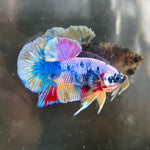 CANDY/CANDY SWEET/MULTI COLOR KOI PLAKAT MALE BETTA Our Choice (CBM-1087)
