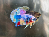 CANDY/CANDY SWEET/MULTI COLOR KOI PLAKAT MALE BETTA Our Choice (CBM-1087)