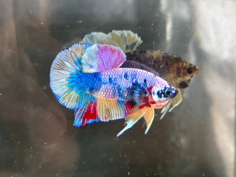 CANDY/MULTI COLOR KOI PLAKAT MALE BETTA (CBM-1087) BUY 4 GET 1 FREE MIX & MATCH