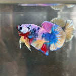 CANDY/CANDY SWEET/MULTI COLOR KOI PLAKAT MALE BETTA Our Choice (CBM-1087)