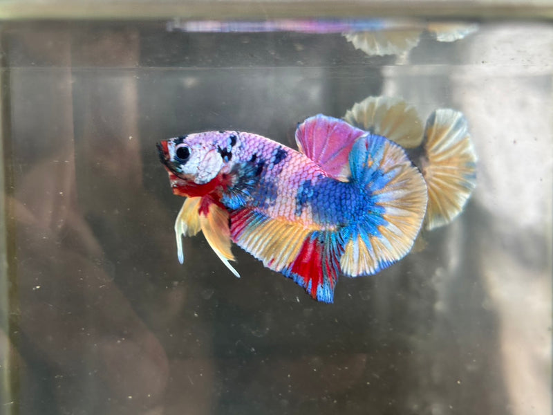 CANDY/MULTI COLOR KOI PLAKAT MALE BETTA (CBM-1087) BUY 4 GET 1 FREE MIX & MATCH