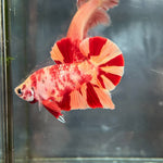 NEMO GALAXY/KOI GALAXY/KOI METALLIC PLAKAT MALE BETTA Our Choice (CBM-1086)