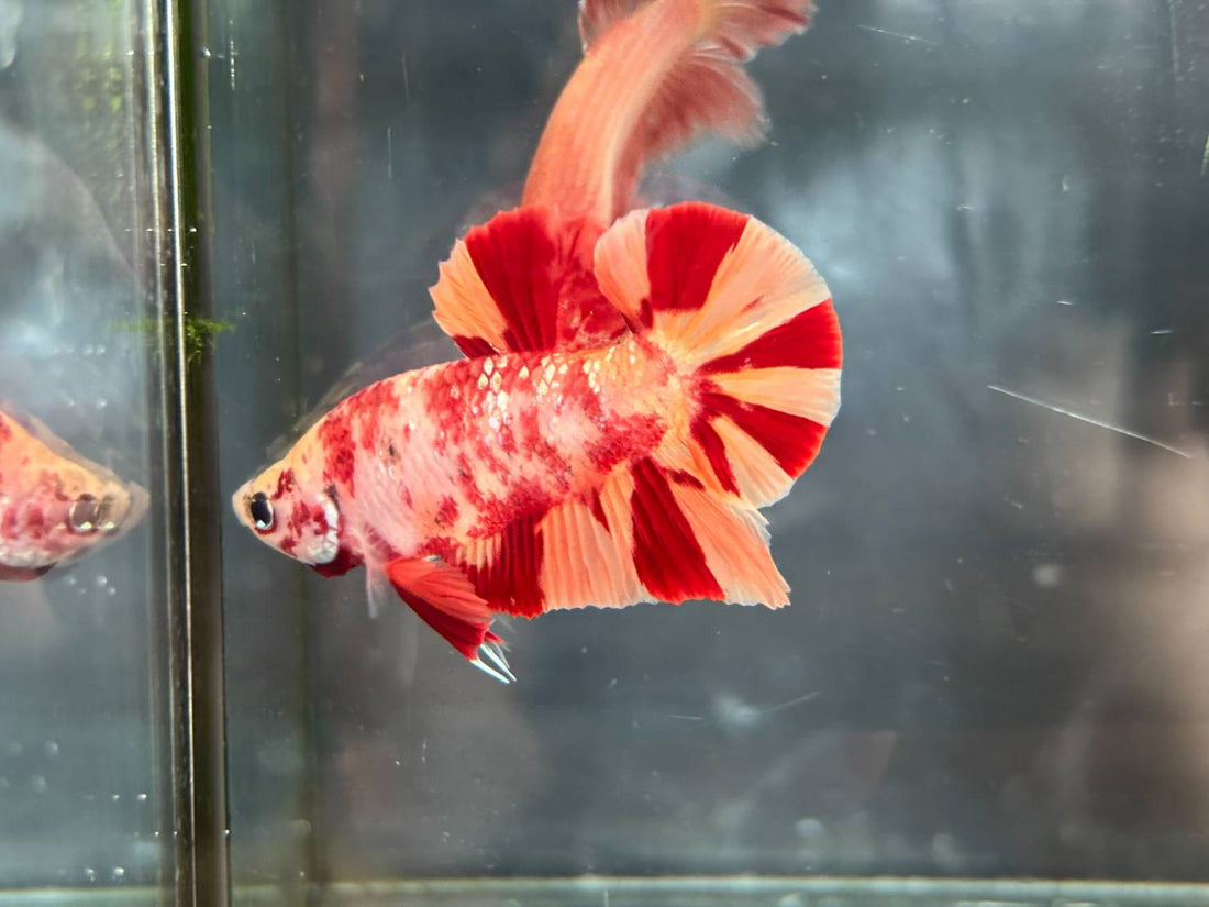 NEMO GALAXY/KOI GALAXY/KOI METALLIC PLAKAT MALE BETTA Our Choice (CBM-1086)