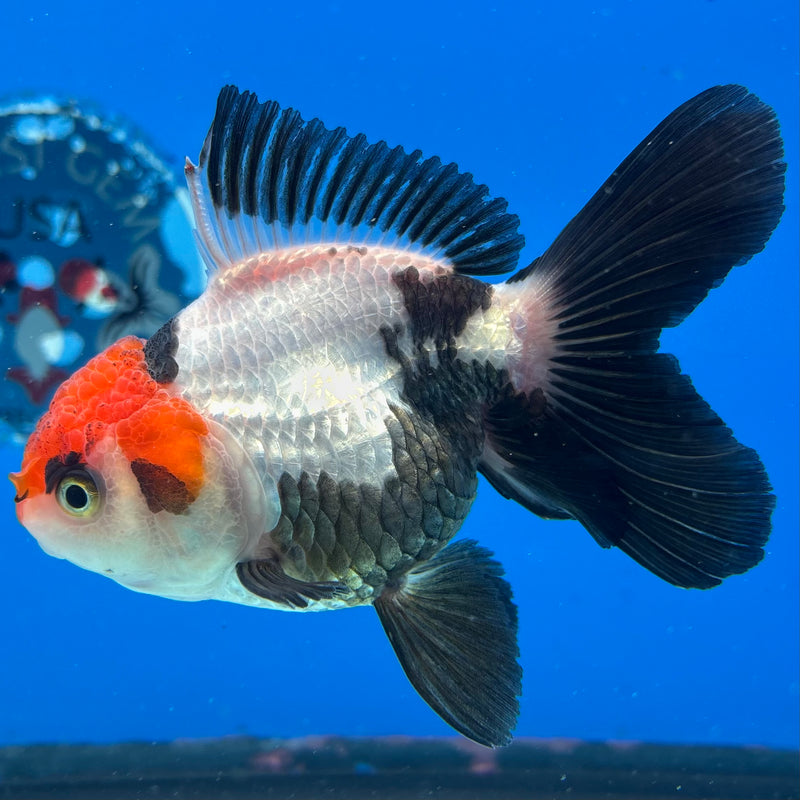 Thai Oranda Tri-Color 3.5” Body Female(CK-931)R1BLUETUB4