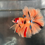 GALAXY NEMO KOI HALFMOON (CBM-1123)