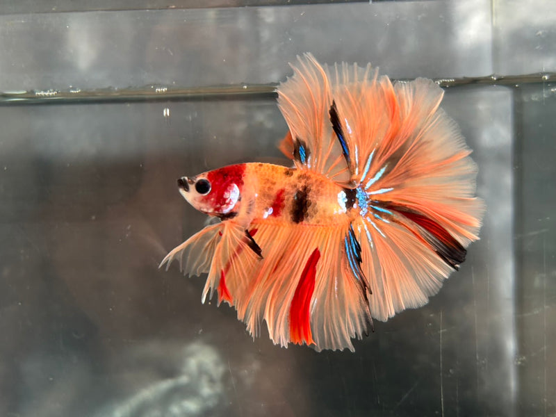 GALAXY NEMO KOI HALFMOON (CBM-1123)