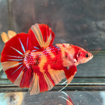GIANT NEMO/DUO COLOR/NEMO FIRE PLAKAT (CBM-1129) Our Choice