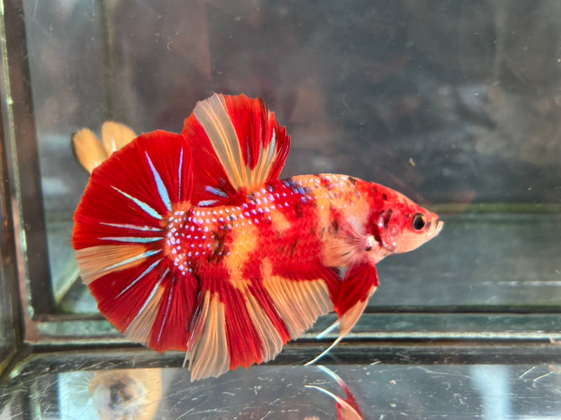 GIANT NEMO/DUO COLOR/NEMO FIRE PLAKAT (CBM-1129)