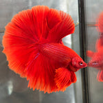SOLID COLOR HALFMOON (CBM-1125)