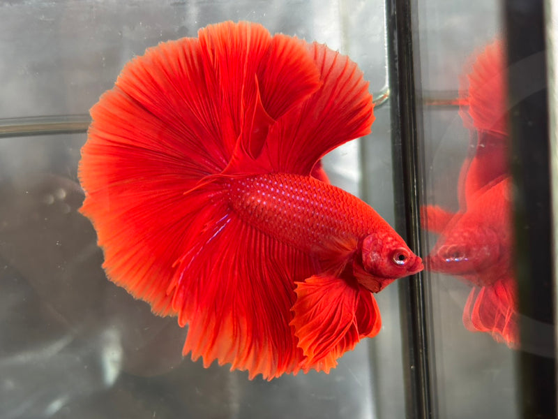 SOLID COLOR HALFMOON (CBM-1125)