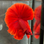 SOLID COLOR HALFMOON (CBM-1125)