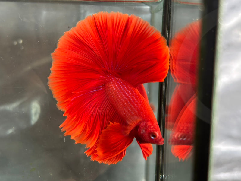 SOLID COLOR HALFMOON (CBM-1125)