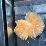 SOLID COLOR HALFMOON (CBM-1125)