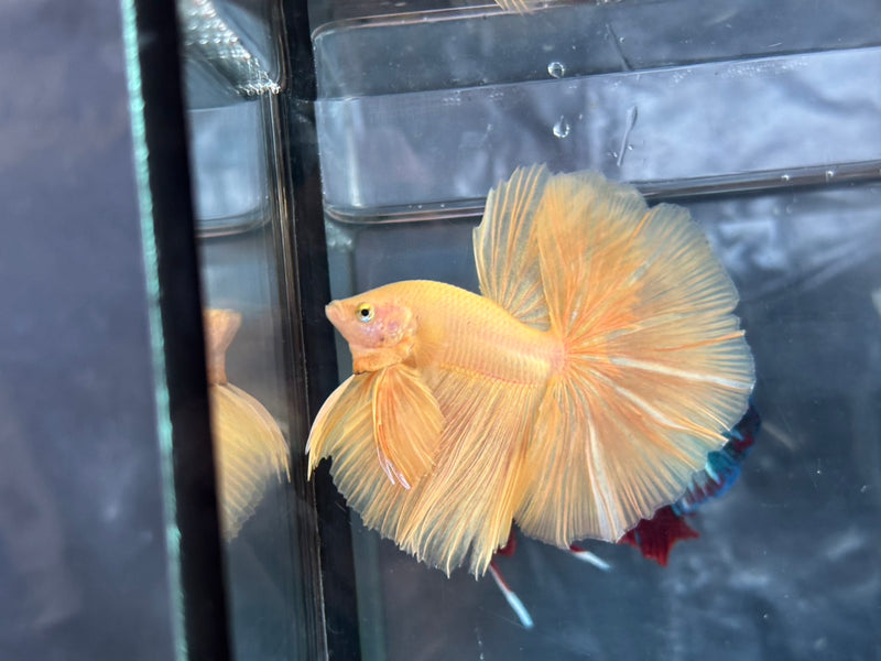 SOLID COLOR HALFMOON (CBM-1125)
