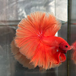 SOLID COLOR HALFMOON (CBM-1125)