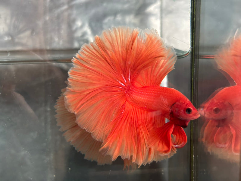 SOLID COLOR HALFMOON (CBM-1125)