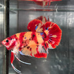 GIANT NEMO/DUO COLOR/NEMO FIRE PLAKAT (CBM-1129) Our Choice