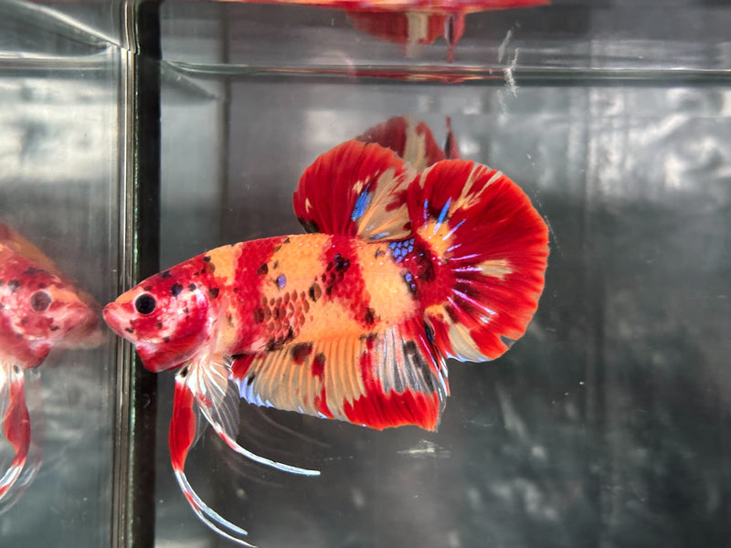 GIANT NEMO/DUO COLOR/NEMO FIRE PLAKAT (CBM-1129)