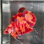 GIANT NEMO/DUO COLOR/NEMO FIRE PLAKAT (CBM-1129) Our Choice