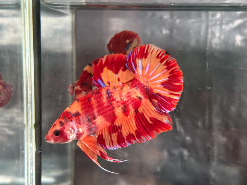 GIANT NEMO/DUO COLOR/NEMO FIRE PLAKAT (CBM-1129)