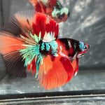 GALAXY NEMO KOI HALFMOON (CBM-1123)