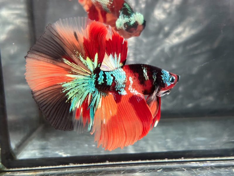 GALAXY NEMO KOI HALFMOON (CBM-1123)