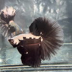 DRAGON/SAMUARI HALFMOON (CBM-1124)