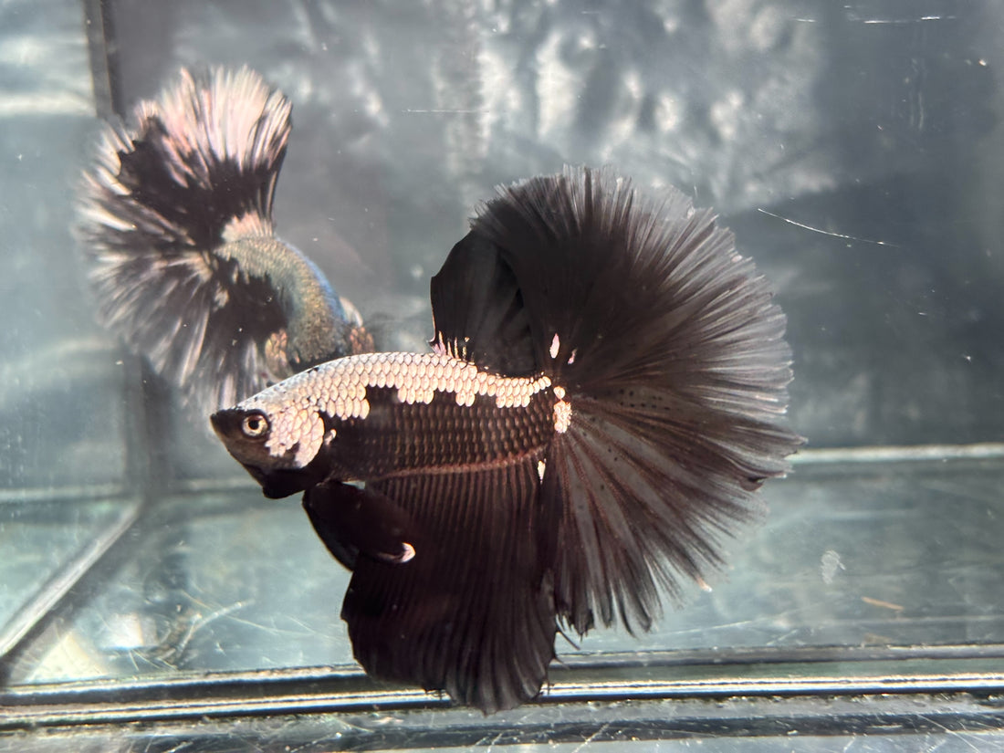 DRAGON/SAMUARI HALFMOON (CBM-1124)