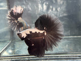 DRAGON/SAMUARI HALFMOON (CBM-1124)