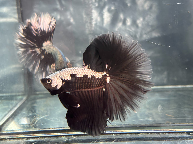 DRAGON/SAMUARI HALFMOON (CBM-1124)