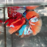 GALAXY NEMO KOI HALFMOON (CBM-1123)