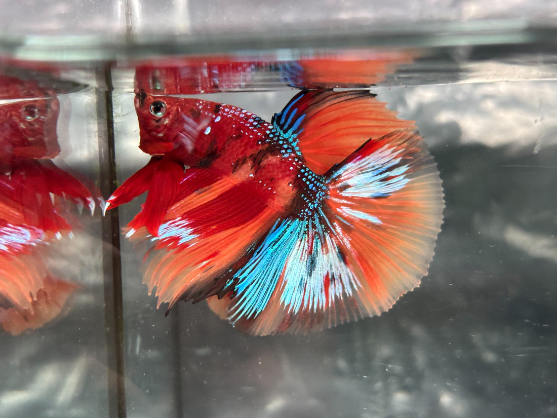 GALAXY NEMO KOI HALFMOON (CBM-1123)