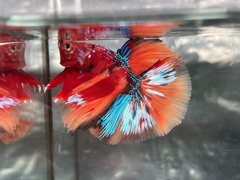 GALAXY NEMO KOI HALFMOON (CBM-1123)