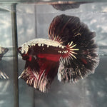 DRAGON/SAMUARI HALFMOON (CBM-1124)