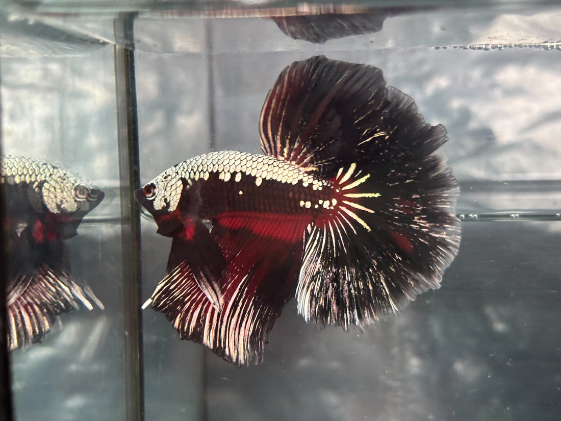 DRAGON/SAMUARI HALFMOON (CBM-1124)
