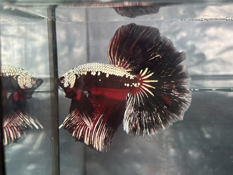 DRAGON/SAMUARI HALFMOON (CBM-1124)
