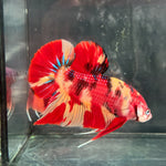 GIANT NEMO/DUO COLOR/NEMO FIRE PLAKAT (CBM-1129) Our Choice