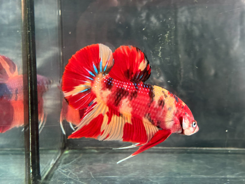 GIANT NEMO/DUO COLOR/NEMO FIRE PLAKAT (CBM-1129)