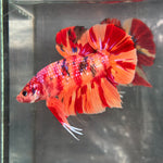 GIANT NEMO/DUO COLOR/NEMO FIRE PLAKAT (CBM-1129) Our Choice