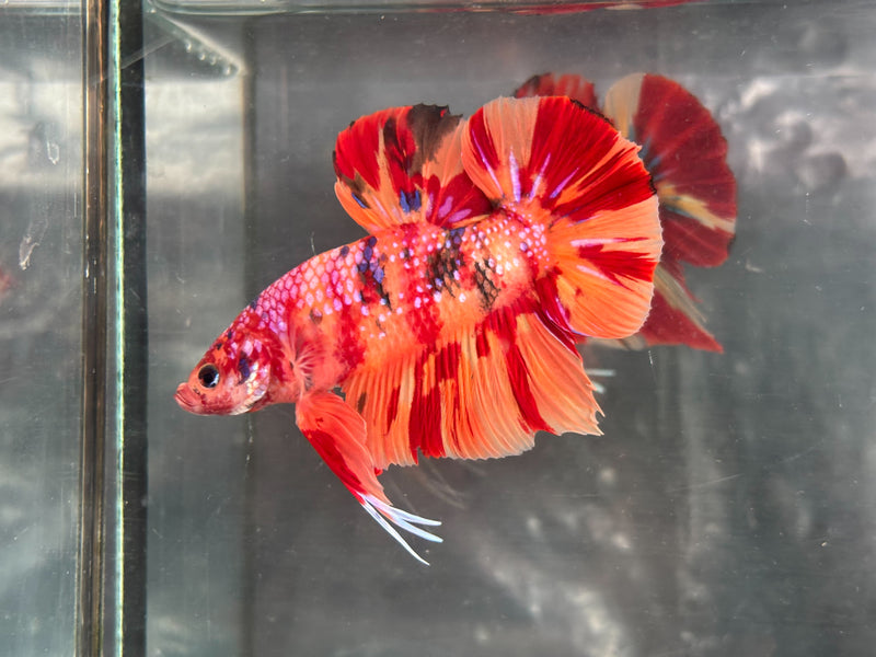 GIANT NEMO/DUO COLOR/NEMO FIRE PLAKAT (CBM-1129)